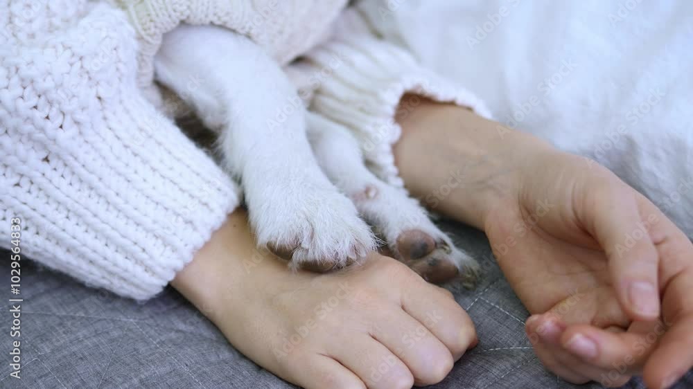 Close-up gentle female hands affectionately hugging soft paw dog on cozy bed. Contrast between human toes and furry paw creates touching picture. Pet paw trustingly lie near owner, symbolizing care. Close-up gentle female hands affectionately hugging soft paw dog on cozy bed. Contrast between human toes and furry paw creates touching picture. Pet paw trustingly lie near owner, symbolizing care.