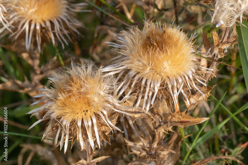 Samenköpfe der Golddistel (Carlina vulgaris, Gemeine Eberwurz, carline thistle). Die Golddistel ist eine Pflanze von meist kalkreichen Graslandschaften. photo