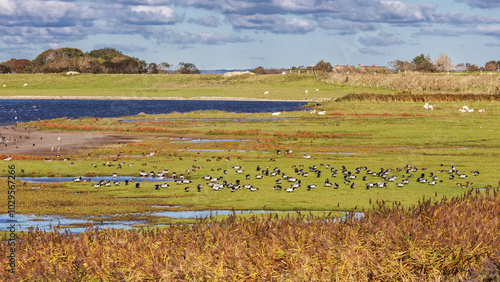 Rastende Vögel auf ihrem Herbstzug, vor allem Weißwangengänse, Grausgänse und Pfeifenten im..Hauke-Haien-Koog. Bei Ockhom an der Nordsee in Schlewsig-Holstein. photo