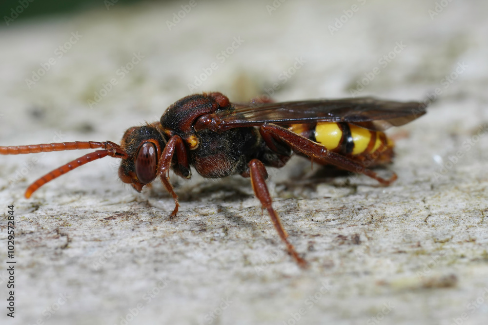 Closeup on a colorful flavous nomad bee, Nomada flava resting on a piece of wood Closeup on a colorful flavous nomad bee, Nomada flava resting on a piece of wood