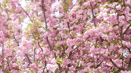Wallpaper Mural cherry blossom, pink flowers, sakura season, flowering tree Torontodigital.ca