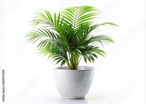 Small Lush Palm Tree in a Modern White Pot for Home Decor and Interior Design