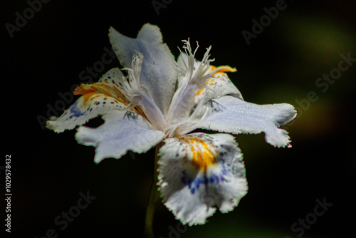 Flor blanca en fondo negro