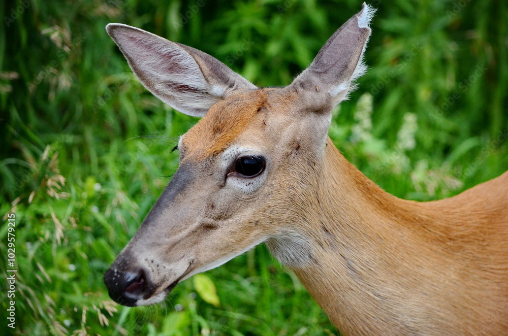 White-tailed deer in Cranberry Marsh in Whitby, Ontario, Canada. White-tailed deer in Cranberry Marsh in Whitby, Ontario, Canada.