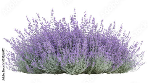 Lush lavender bush with vibrant purple blooms in full bloom, perfect for gardens and landscaping. Capturing nature's beauty and tranquility.