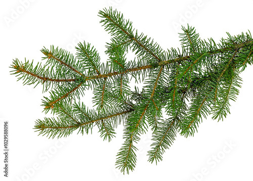 fir tree branches isolated on transparent, png. Branch tree, fir evergreen twig to xmas holiday