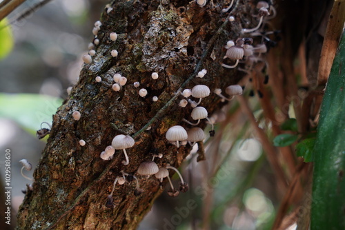 Cogumelos na Floresta - Galhos Árvore - Florianópolis photo