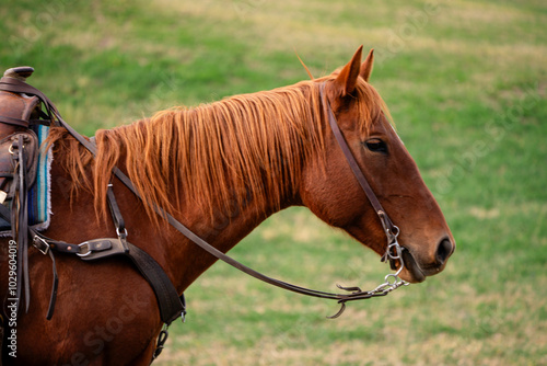 sideview of bridled chestnut sorrel purebred quarter horse mare standing in green field photo