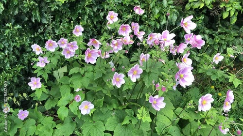 Japanese anemone flowers gently moving in a breeze in slow motion in a garden in August, United Kingdom