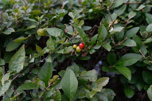 Rhamnus alaternus plant with glossy evergreen leaves and red and black berries. photo