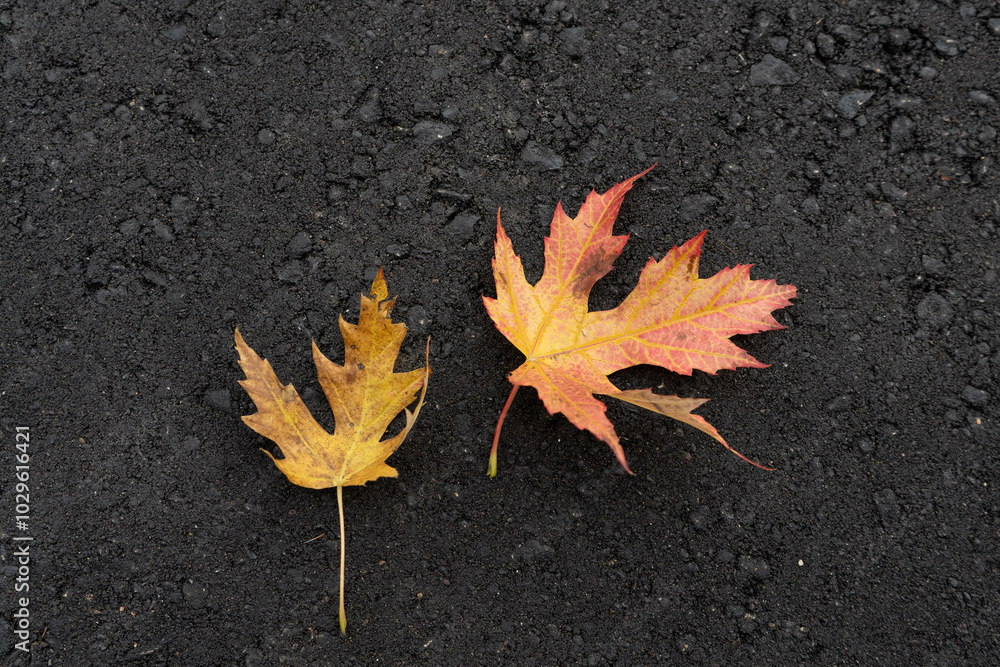 Maple Leaf on Black Asphalt Signifying Autumn's Presence in Urban Life