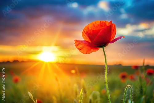 Nature background with red poppy flower on the field at sunset