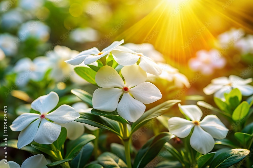Fototapeta premium White Periwinkle Flowers in Spring Garden - Vibrant Floral Product Photography for Home Decor and Nature Lovers