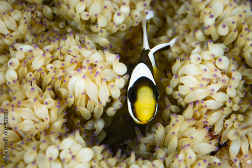 A colorful Clark's anemonefish, Ampiprion clarkii, swims among the tentacles of its host anemone on a reef in Indonesia. The fish and anemone have a mutualistic symbiosis. photo