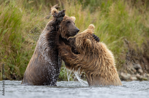 Wallpaper Mural Brown bear in Katmai, Alaska Torontodigital.ca