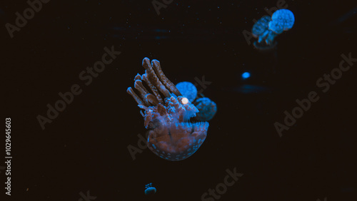Photography jellyfish in water