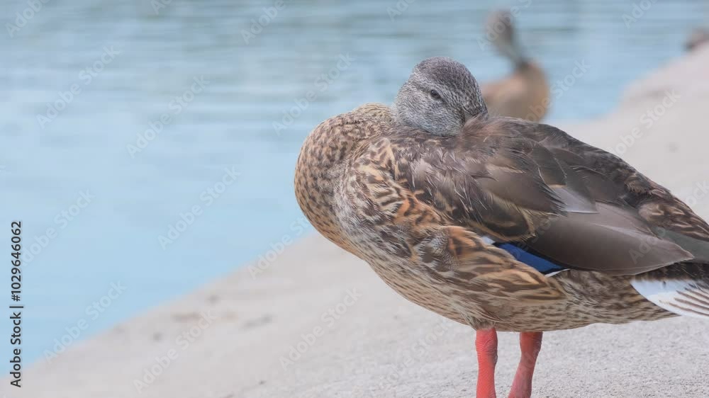 The video features a charming duck interacting with its serene environment The video features a charming duck interacting with its serene environment