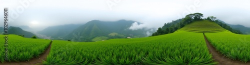 360 degree Rice Terraces in Southeast Asia, 360 degree photo. HDRI spherical panorama.