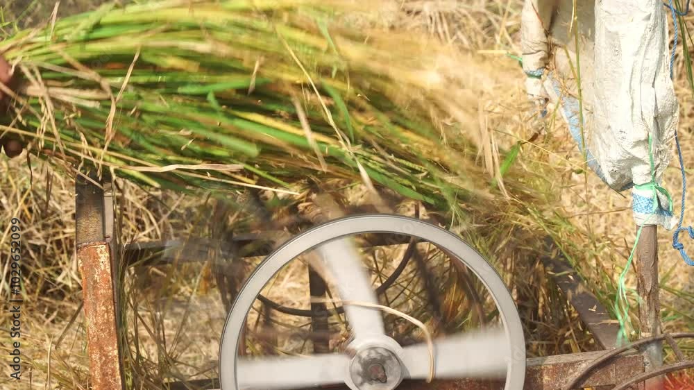 Rice is being ground with a grinding machine. Focus selected Rice is being ground with a grinding machine. Focus selected