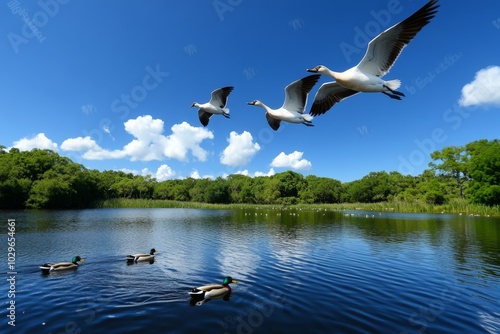 Flock of birds flying over a countryside pond, with ducks gliding on the water