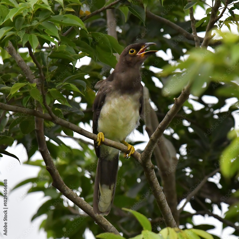 Hermosa ave costarricense en extraordinario paisaje en Costa Rica, bajo la lluvia o el sol, las aves en Costa Rica son hermosas. Hermosa ave costarricense en extraordinario paisaje en Costa Rica, bajo la lluvia o el sol, las aves en Costa Rica son hermosas.