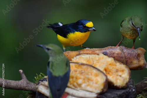 Hermosa ave costarricense en extraordinario paisaje en Costa Rica, bajo la lluvia o el sol, las aves en Costa Rica son hermosas. photo