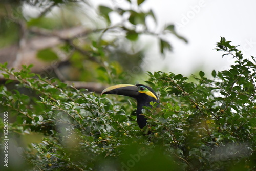 Hermosa ave costarricense en extraordinario paisaje en Costa Rica, bajo la lluvia o el sol, las aves en Costa Rica son hermosas. photo