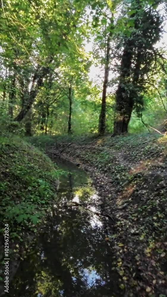 This video is a relaxing walk through the woods. The lush green trees and the gentle sound of the water flowing in the background create a peaceful and calming atmosphere. This video is a relaxing walk through the woods. The lush green trees and the gentle sound of the water flowing in the background create a peaceful and calming atmosphere.