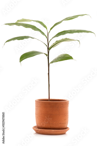 Amomum biflorum Jack. tree isolated on white background. photo