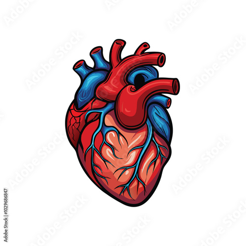 Design a vector illustration of a human heart showing the different phases of the cardiac cycle.