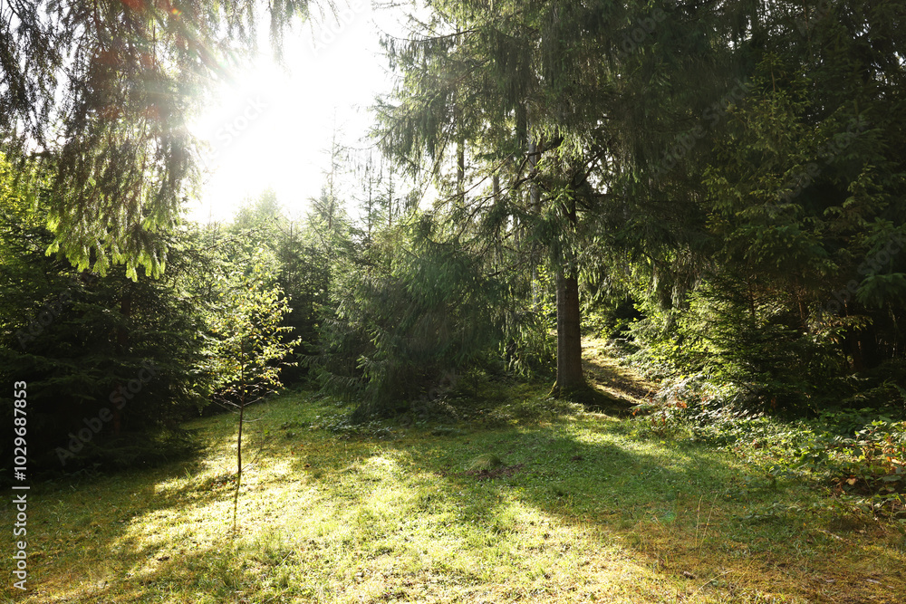 Beautiful forest with green trees in mountains on sunny day Beautiful forest with green trees in mountains on sunny day