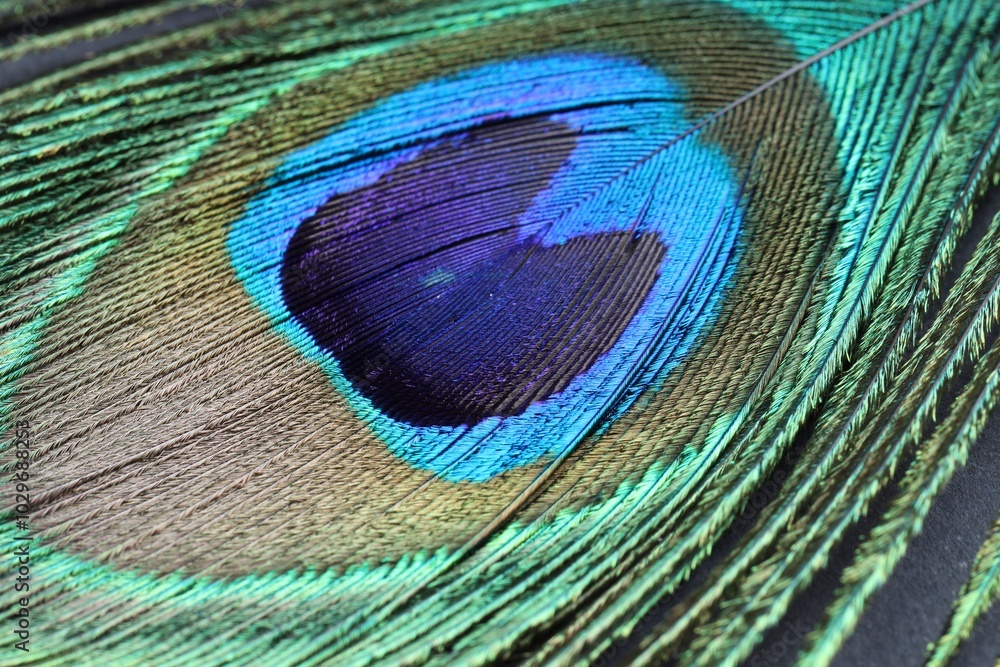 Fototapeta premium Beautiful bright peacock feather on table, closeup