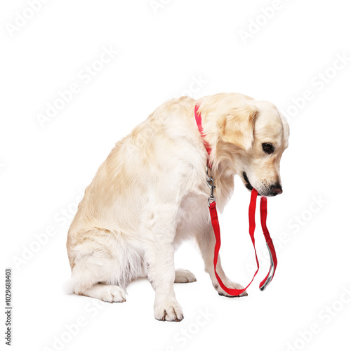 Walking with dog. Cute Golden Retriever with leash on white background