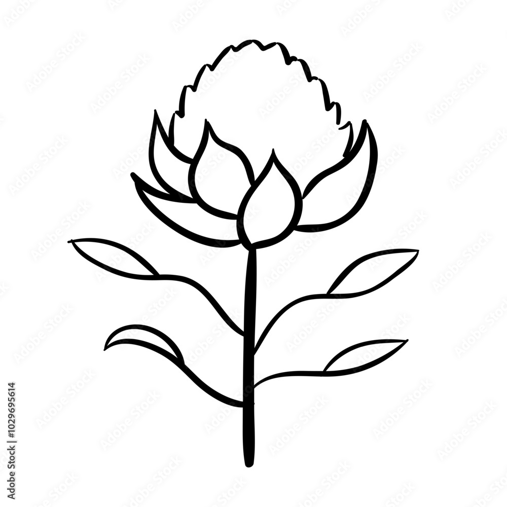 Fototapeta premium Waratah