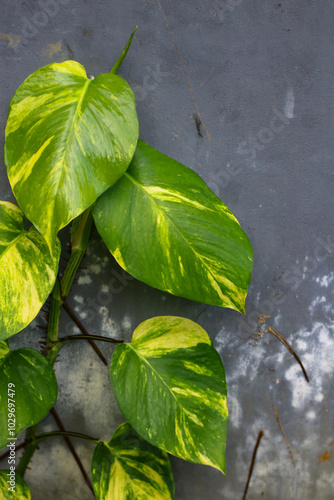 Epipremnum aureum or devil' ivy plant grows on grey cement wall. Nature background, selected focus. photo