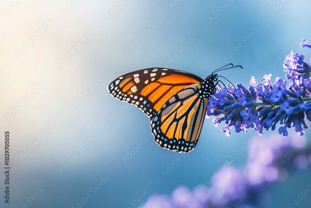 Obraz premium Monarch Butterfly on Purple Lavender Flowers with Soft Blue Background