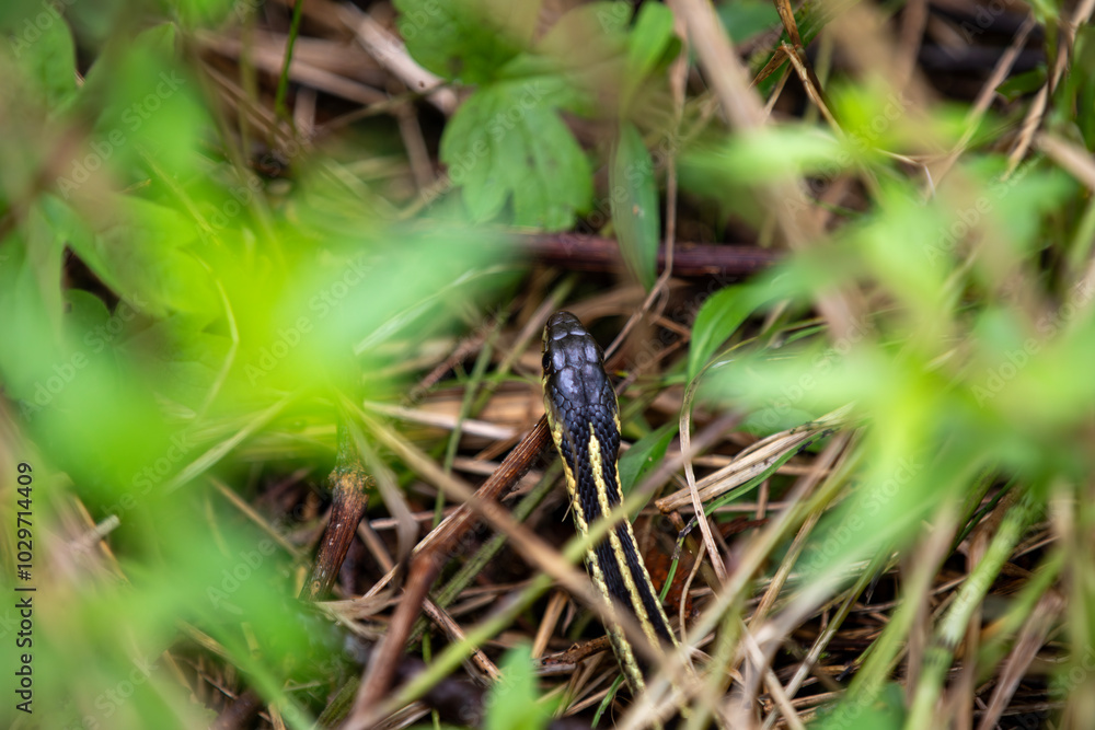 An eastern garter snake hiding in the foliage in a marsh in Ontario. An eastern garter snake hiding in the foliage in a marsh in Ontario.