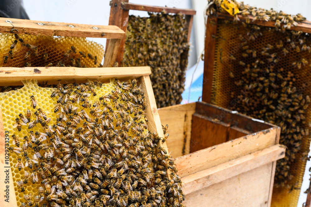 Bees are working on honeycomb full of honey in a beehive during honey harvest season in an apiary Bees are working on honeycomb full of honey in a beehive during honey harvest season in an apiary