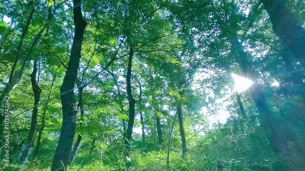 Green Forest sunlight
