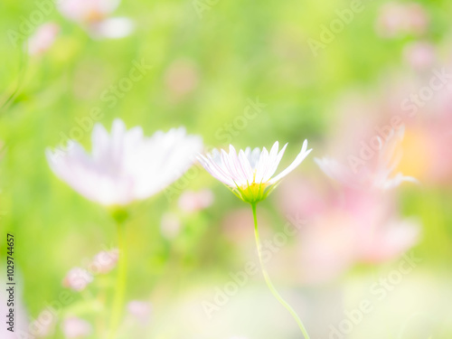 秋の公園や花壇を彩るコスモスのある風景。背景。自然風景素材。