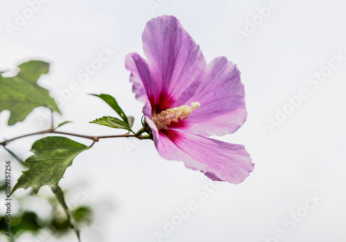 Mugunghwa(rose of sharon) near  Seodaemun-gu, Korea  photo