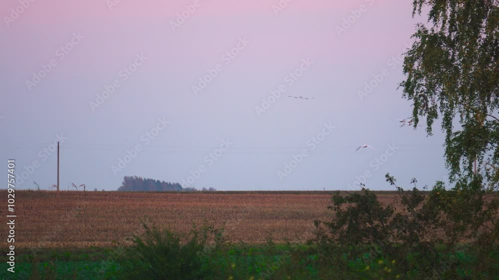 Swans fly in beautiful evening sky, autumn migration season, Latvia Swans fly in beautiful evening sky, autumn migration season, Latvia