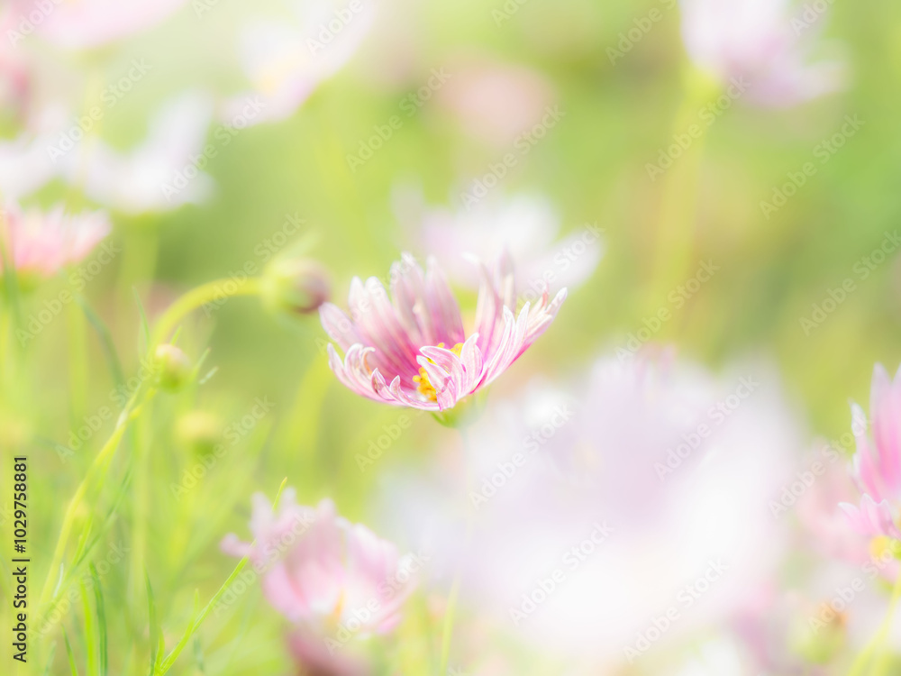 秋の公園や花壇を彩るコスモスのある風景。背景。自然風景素材。