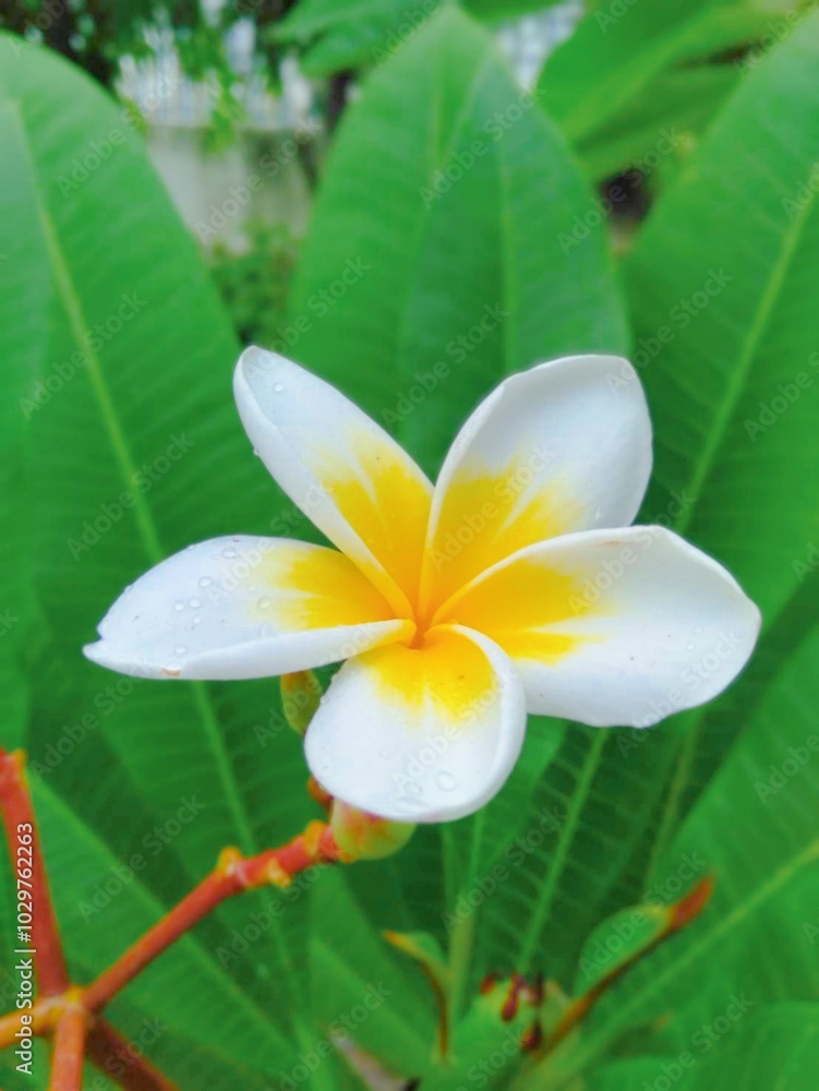 Fototapeta premium Beautiful bright flowers in nature