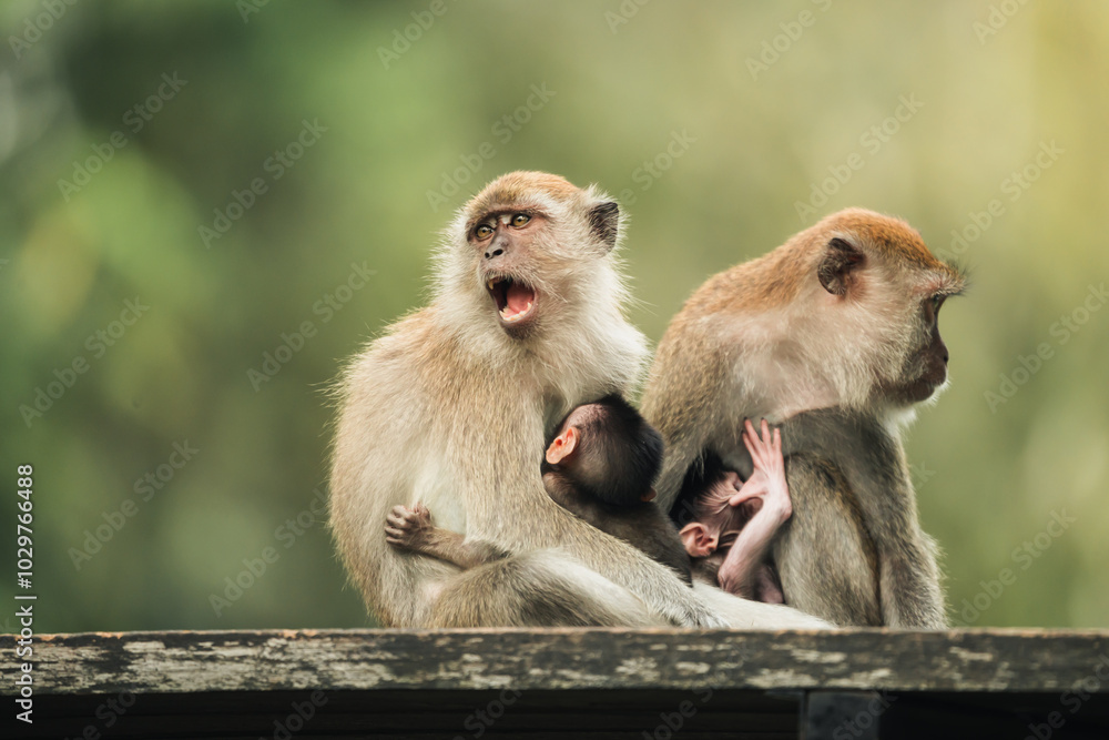 Naklejka premium mother macaque monkey with infant in the park