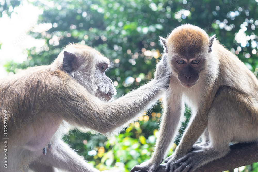 Fototapeta premium Monkey grooming another monkey in the jungle of kuala lumpur, malaysia
