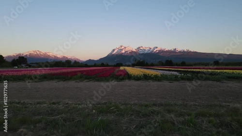 Amanecer en el campo de Tulipanes de Trevelin