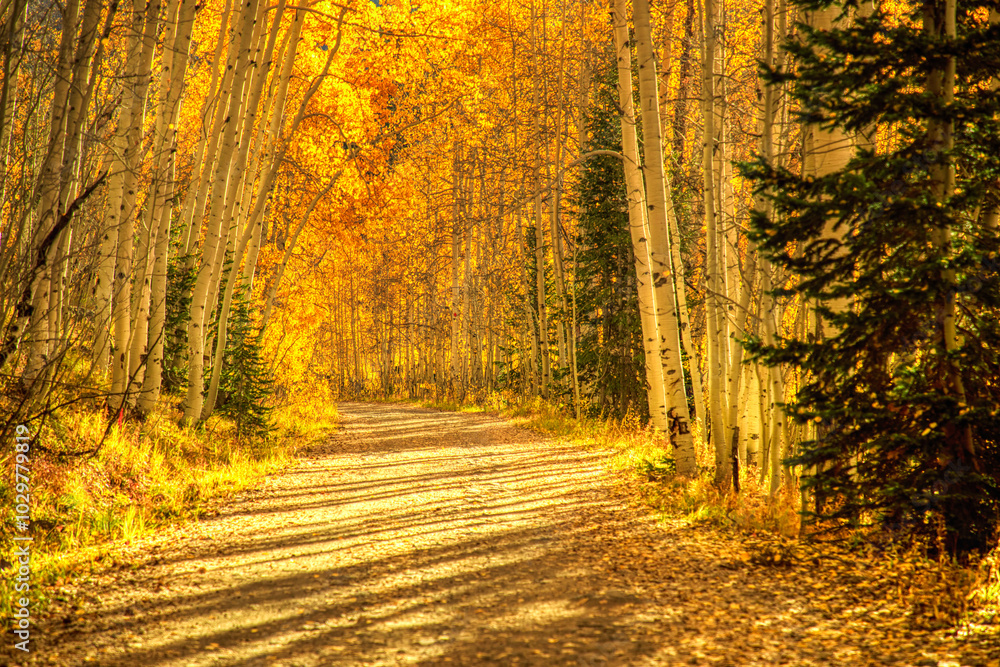 Fototapeta premium Country road in Colorado's Grand Mesa in Autumn 