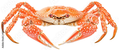 Alaskan King Crab Illustration, Isolated for Commercial Use with Transparent Background, Seafood Design photo