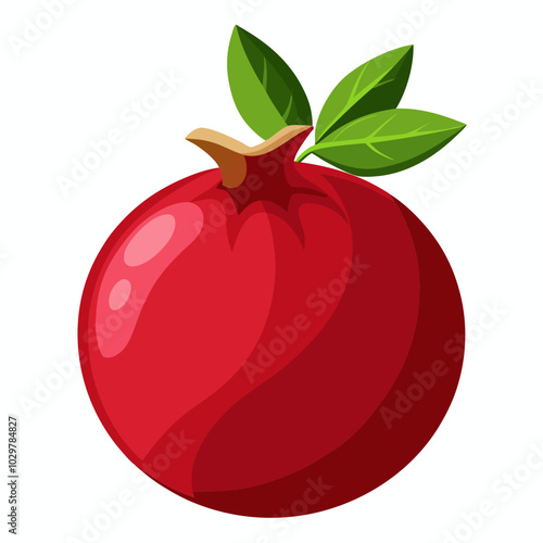  Pomegranate vector illustration 